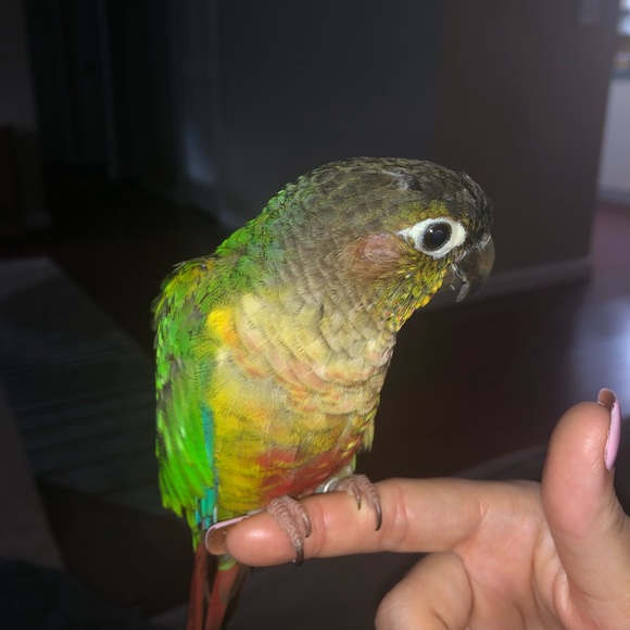 Meet your Posher, Savanah - Picture 7 of 7